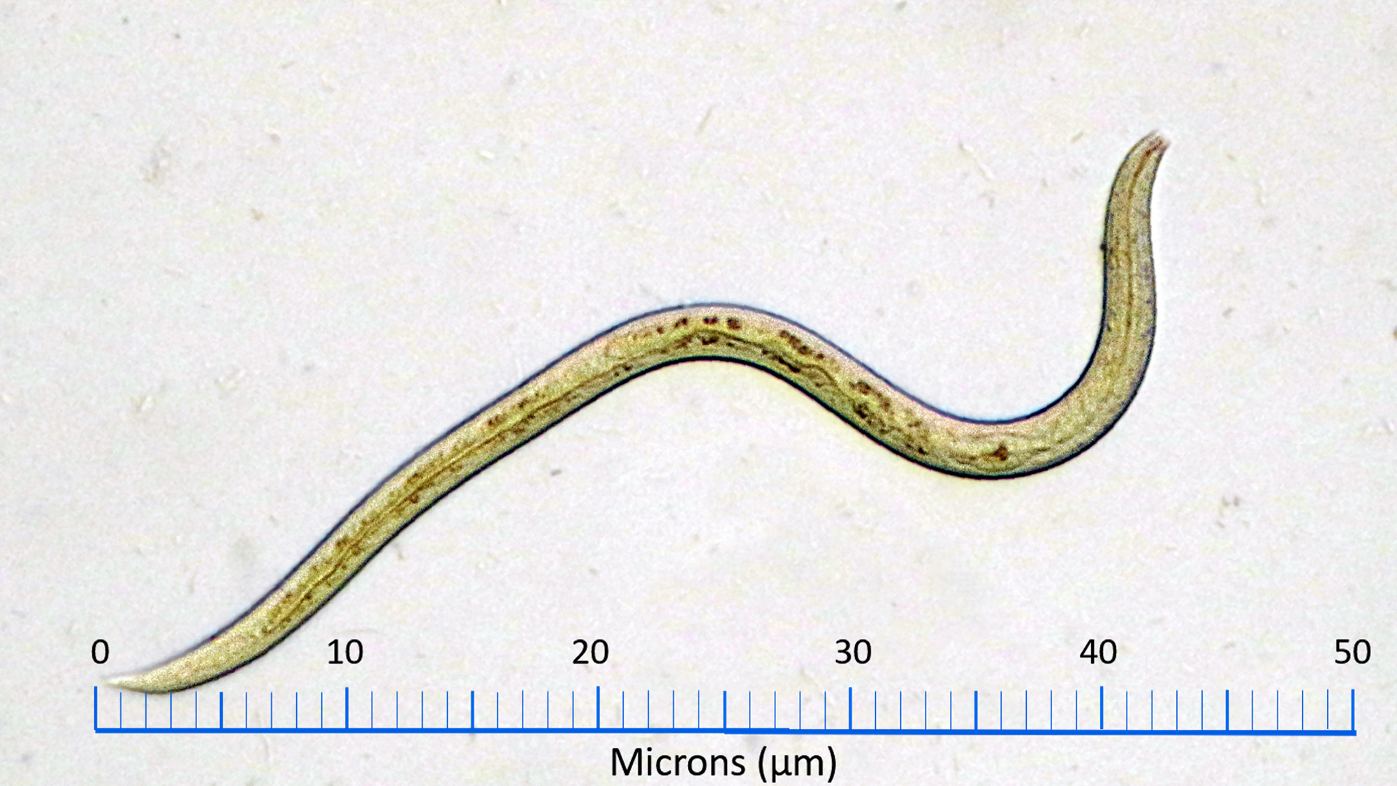 Nematodes live and move in water-saturated granular environments.
