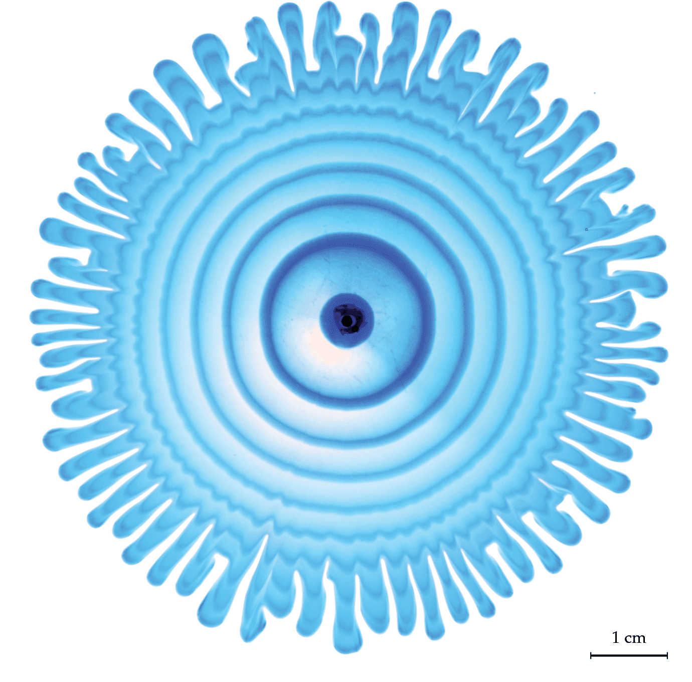 View of the flow inside branching fingers. Alternating rings of clear and blue dye show how subsequent fluid is affected by the pressure gradients from the finger tips.