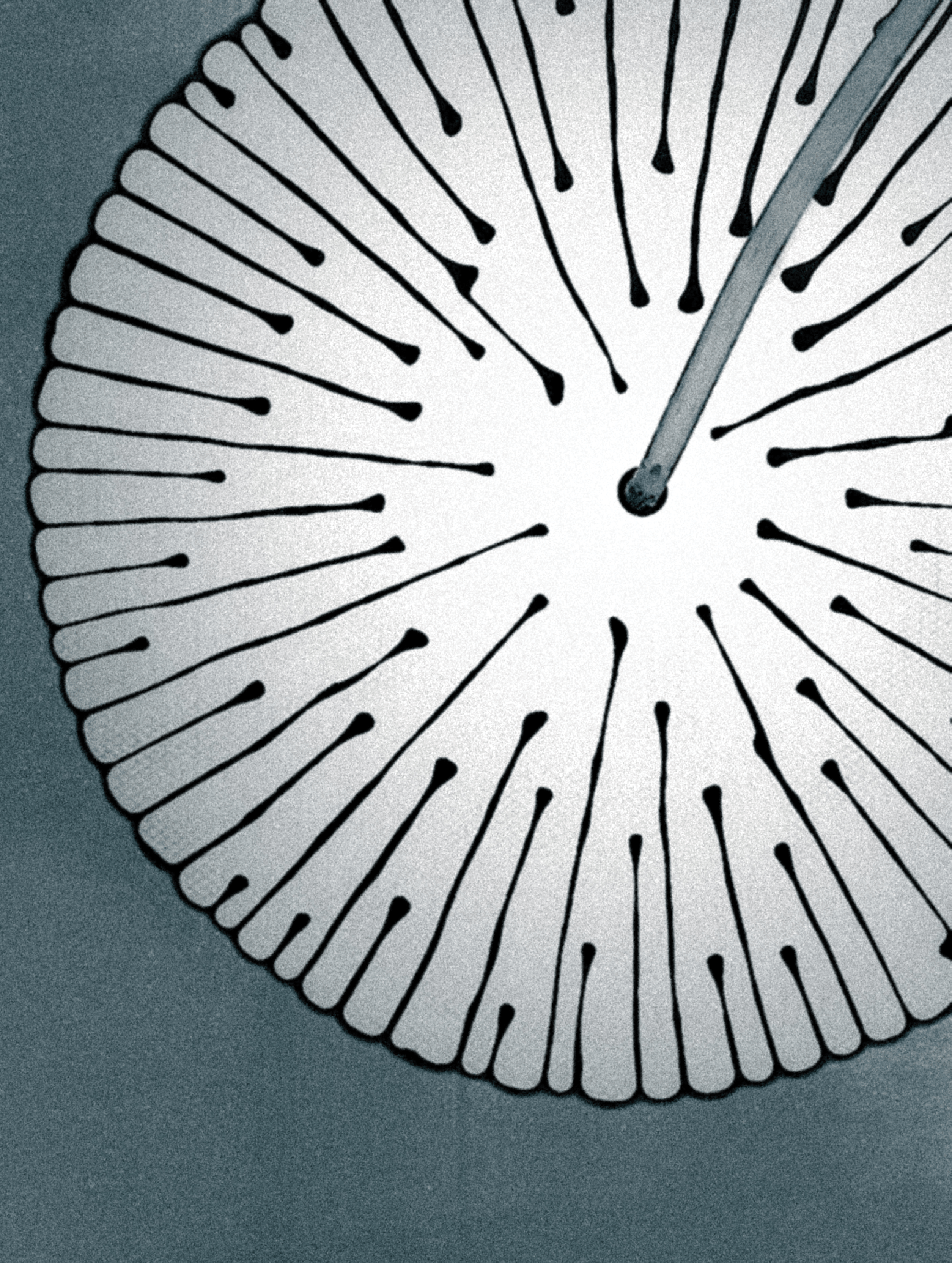 A spoke-like pattern forms after a viscous liquid is injected into a gap, partially filled with grains, between two glass plates.
