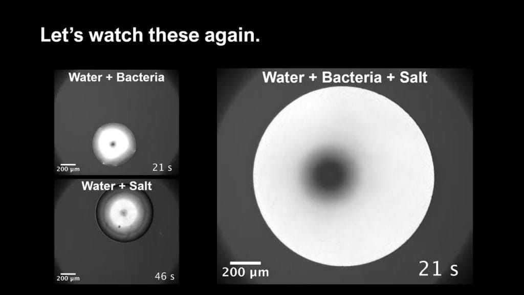 Drying Out Microbe-Filled Droplets