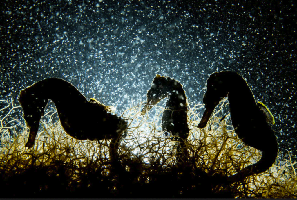 "Night Life" by Shane Gross. "Night Life" by Shane Gross.