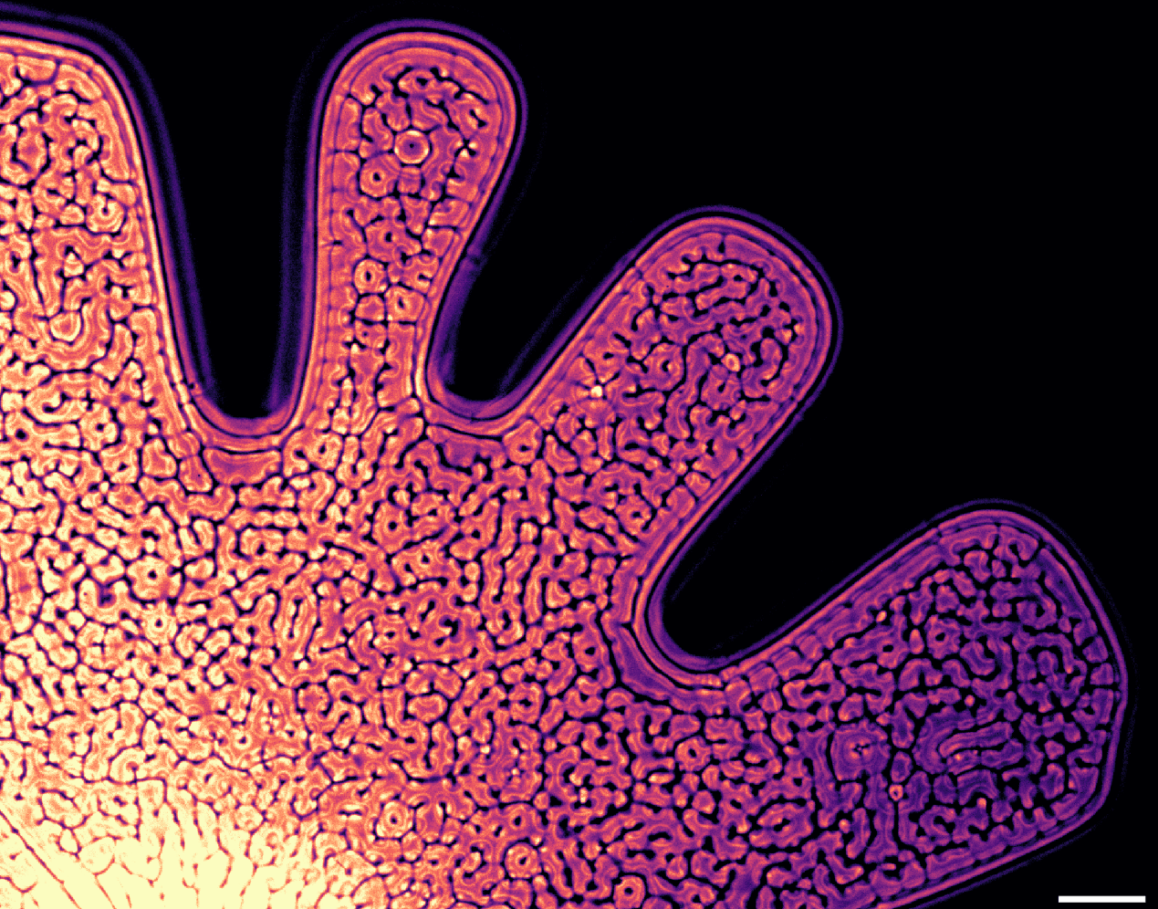 Instabilities on Instabilities