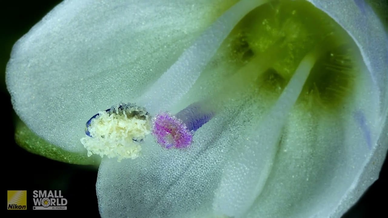 “Self-pollination in a flower of thymeleaf speedwell (Veronica serpyllifolia)” – FYFD “Self-pollination in a flower of thymeleaf speedwell (Veronica serpyllifolia)” – FYFD