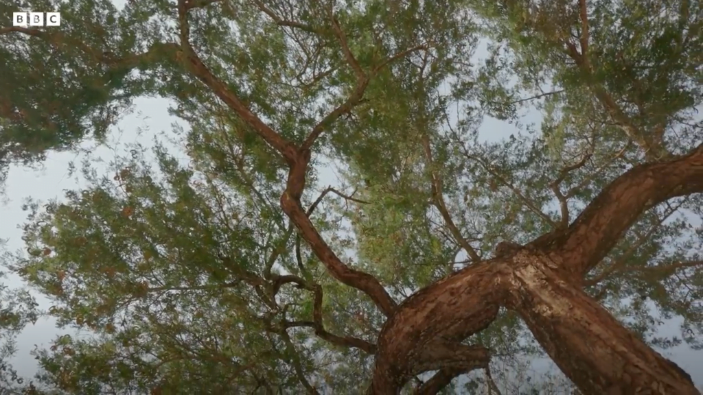 The key to staying green is its 30m taproot which delves deep to find groundwater. The key to staying green is its 30m taproot which delves deep to find groundwater.