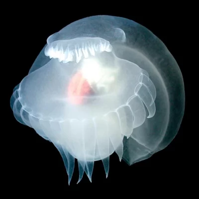 AquaClaire