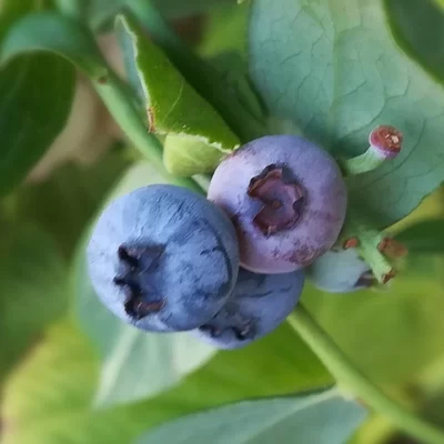 Bluesberry