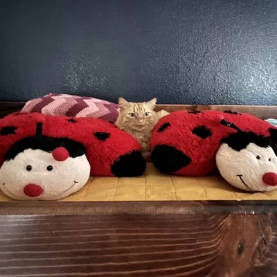 Que
