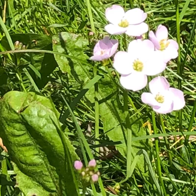 DaisyDaisy
