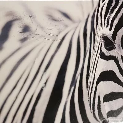 ZebraJulie