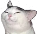 smug