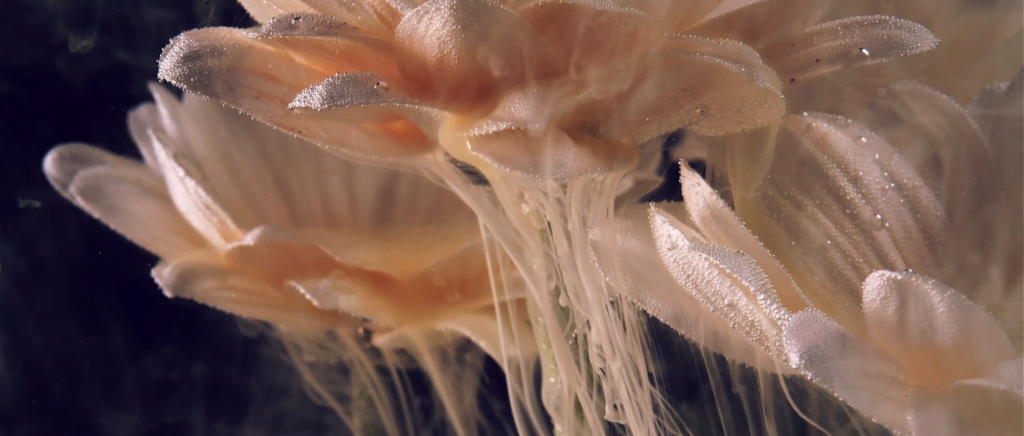 From &quot;Aquakosmos - Ch 2.&quot; by Christopher Dormoy.