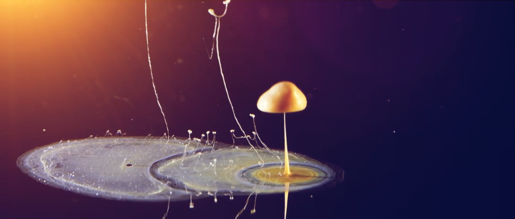 From &quot;Aquakosmos&quot; by Christopher Dormoy.