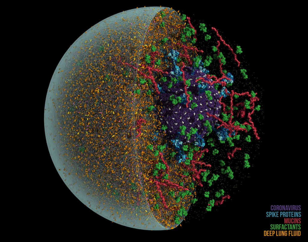 A glimpse inside a digital aerosol with a single coronavirus (purple) and its spike proteins (blue), surrounded by mucins (red), surfactants (green), and deep lung fluid (orange). A glimpse inside a digital aerosol with a single coronavirus (purple) and its spike proteins (blue), surrounded by mucins (red), surfactants (green), and deep lung fluid (orange).