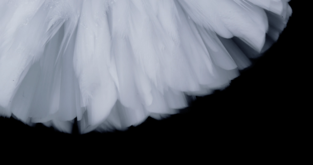 From "Belletrix" by Thomas Blanchard. From "Belletrix" by Thomas Blanchard.