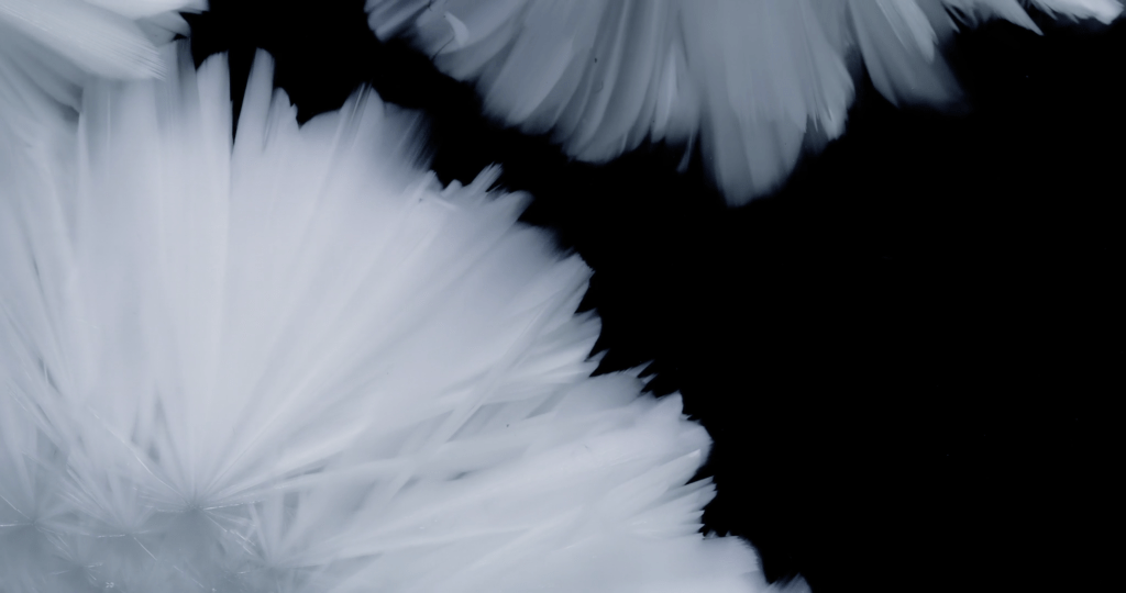 From "Belletrix" by Thomas Blanchard. From "Belletrix" by Thomas Blanchard.