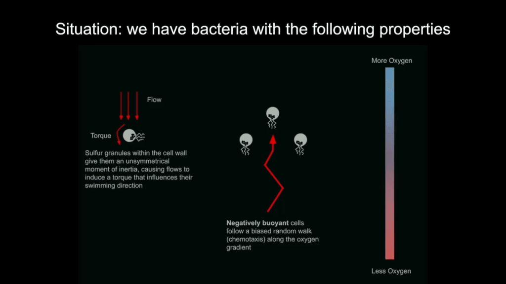 Illustration of bacteria properties in the experiment. Text reads: "Situation: we have bacteria with the following properties. Sulfur granules within the cell wall give them an unsymmetrical moment of inertia, causing flows to induce a torque that influences their swimming direction. Negatively buoyant cells follow a biased random walk (chemotaxis) along the oxygen gradient." Illustration of bacteria properties in the experiment. Text reads: "Situation: we have bacteria with the following properties. Sulfur granules within the cell wall give them an unsymmetrical moment of inertia, causing flows to induce a torque that influences their swimming direction. Negatively buoyant cells follow a biased random walk (chemotaxis) along the oxygen gradient."