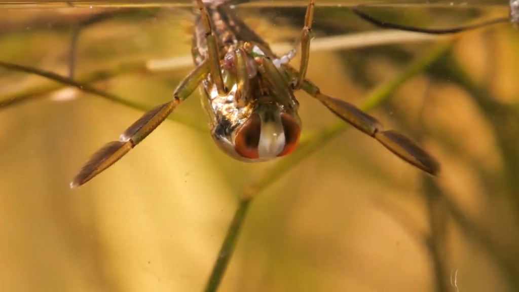 This backswimmer clings to the underside of the air-water interface, where it hunts other insects. This backswimmer clings to the underside of the air-water interface, where it hunts other insects.