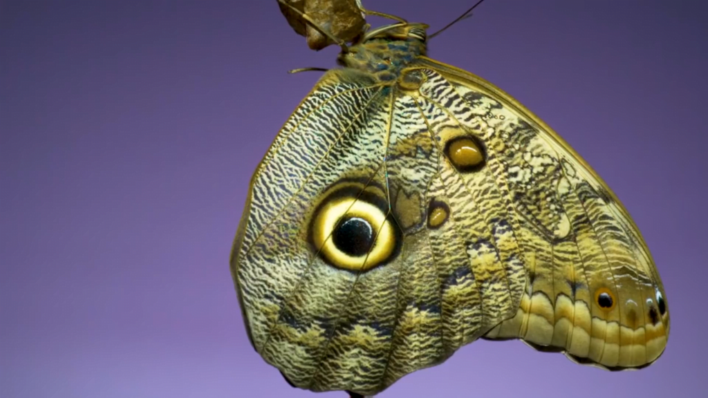 A newly emerged butterfly takes its first few wingflaps.