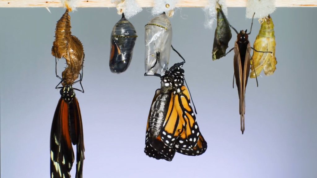 Upon exiting the chrysalis, butterflies flap their wings to pump fluids through their bodies and "inflate" themselves.