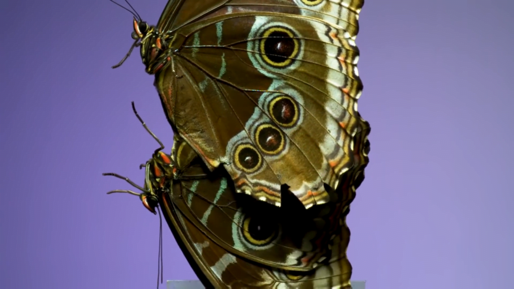 A pair of mating butterflies takes off.
