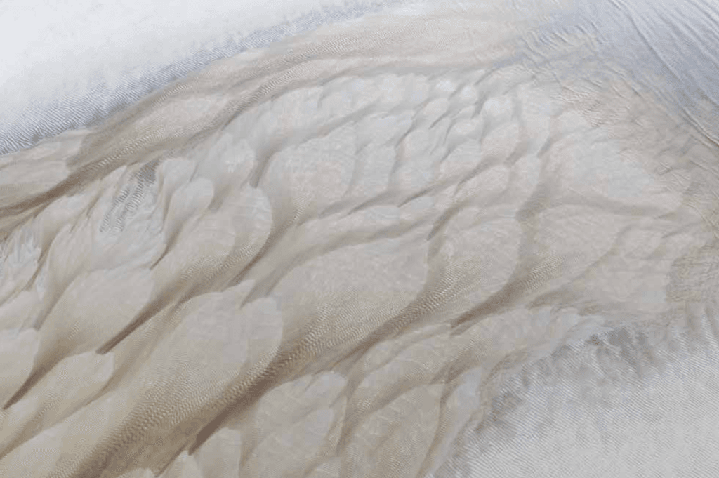 "Cape Feathers No. 1" by James Rodewald.