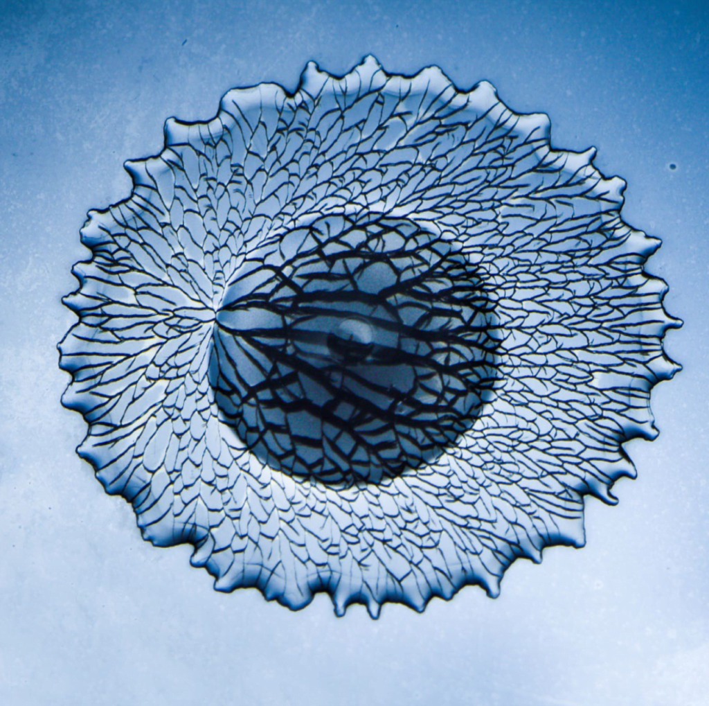 Virgile Thievenaz, Christophe Josserand, Thomas Seon, Crack Patterns in Freezing Drops, 2016, digital print on brushed aluminum, 24 x 24 inches