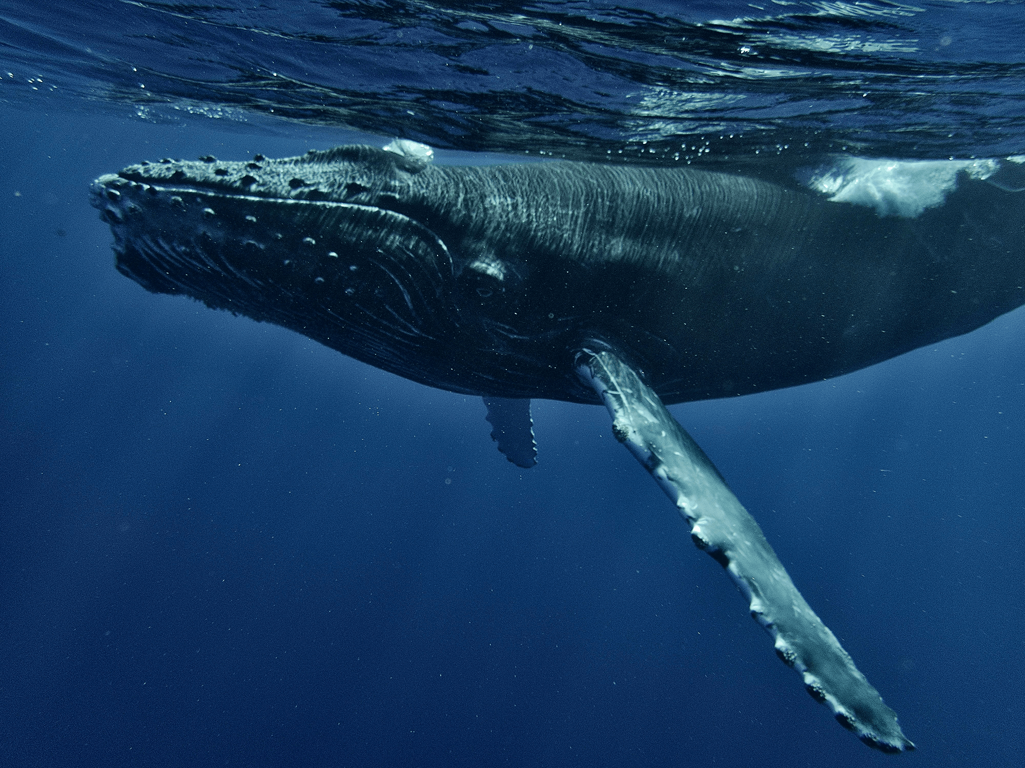 Humpback whales use rings of bubbles to drive prey together before feeding.