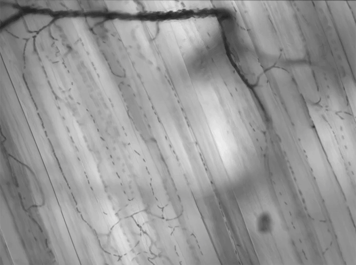 Circulation in a Capillary Network