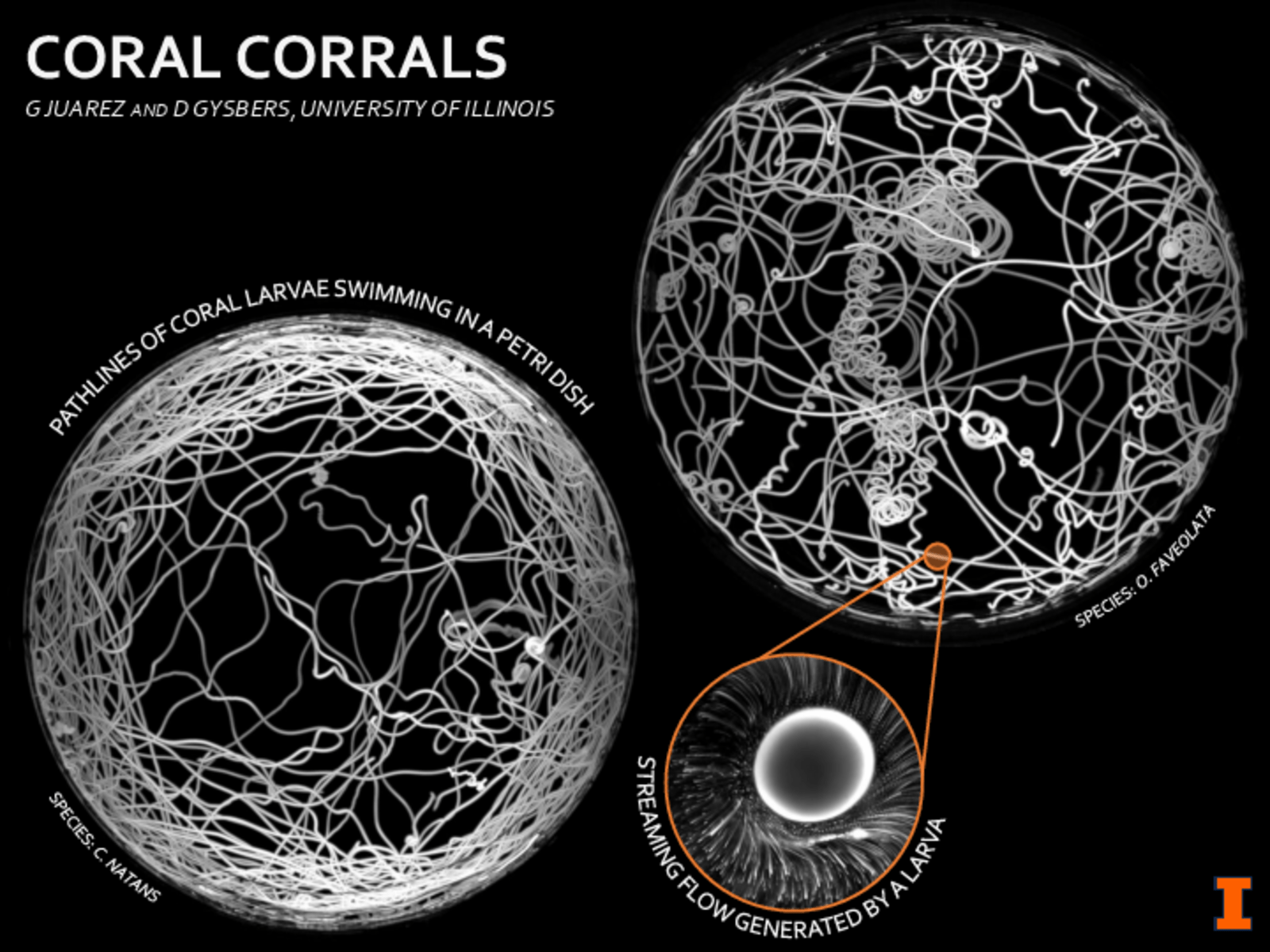 Poster depicting the pathlines created by swimming coral larvae.