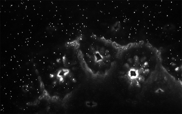 Particle tracks showing stirring created by coral cilia.