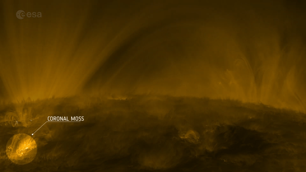 Detail showing coronal moss. Detail showing coronal moss.