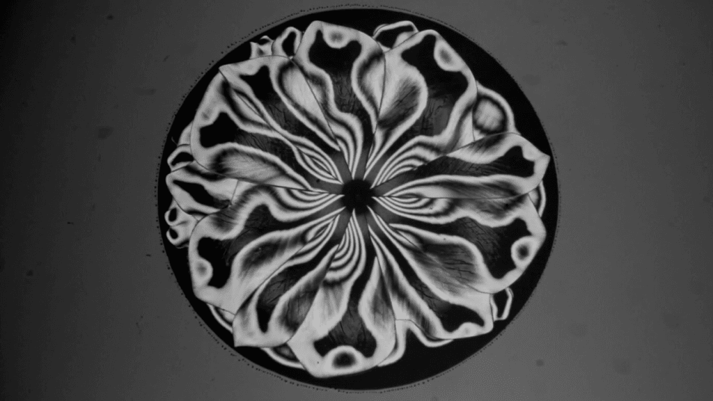 Interference fringes show the distortion of the residue during drying. Interference fringes show the distortion of the residue during drying.