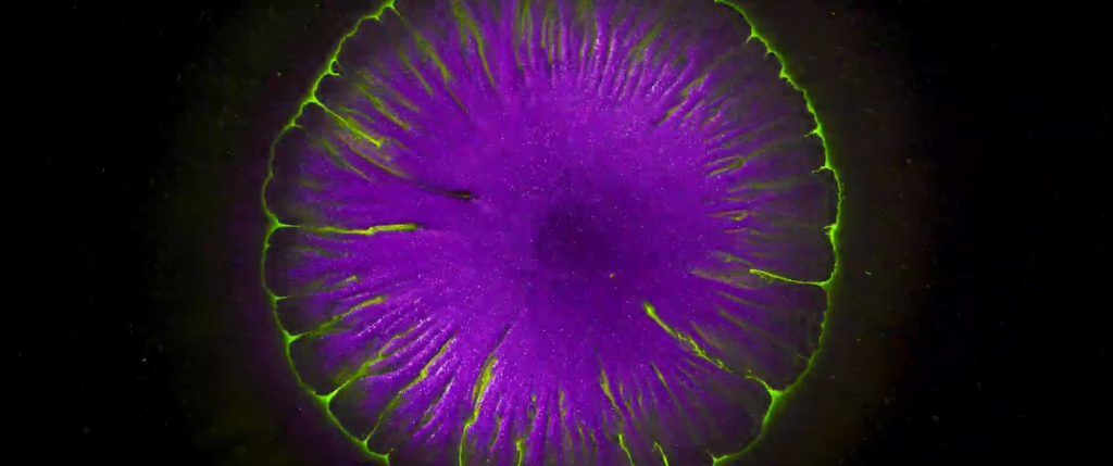 From "Creation" by Vadim Sherbakov. From "Creation" by Vadim Sherbakov.