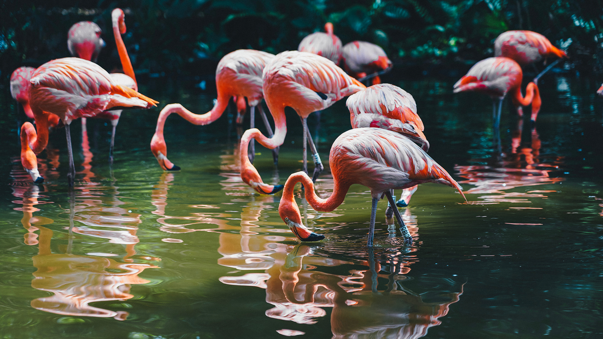 Flamingo Fluid Dynamics