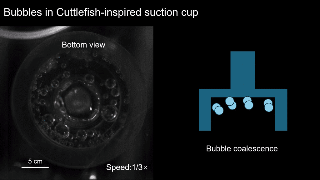 Composite image with black and white bottom view of a cuttlefish-inspired suction cup on the left. Many small bubbles are visible inside it. On the right is an illustration showing the suction cup in a side view. Multiple small bubbles are visible above the label "Bubble coalescence". Composite image with black and white bottom view of a cuttlefish-inspired suction cup on the left. Many small bubbles are visible inside it. On the right is an illustration showing the suction cup in a side view. Multiple small bubbles are visible above the label "Bubble coalescence".