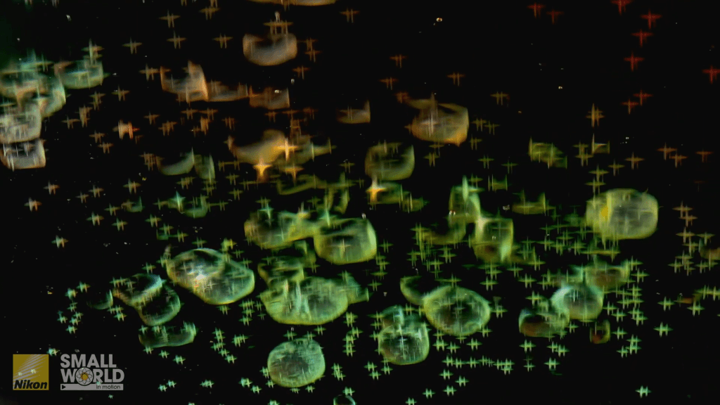 Immersed in water, the salt crystals slowly dissolve. Immersed in water, the salt crystals slowly dissolve.