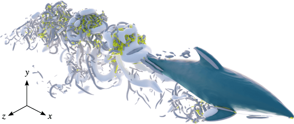 Snapshot of the flow around a swimming dolphin. The largest vortices, shown in white, are shed from the kick of the dolphin's tail and they provide almost all of the animal's propulsion.