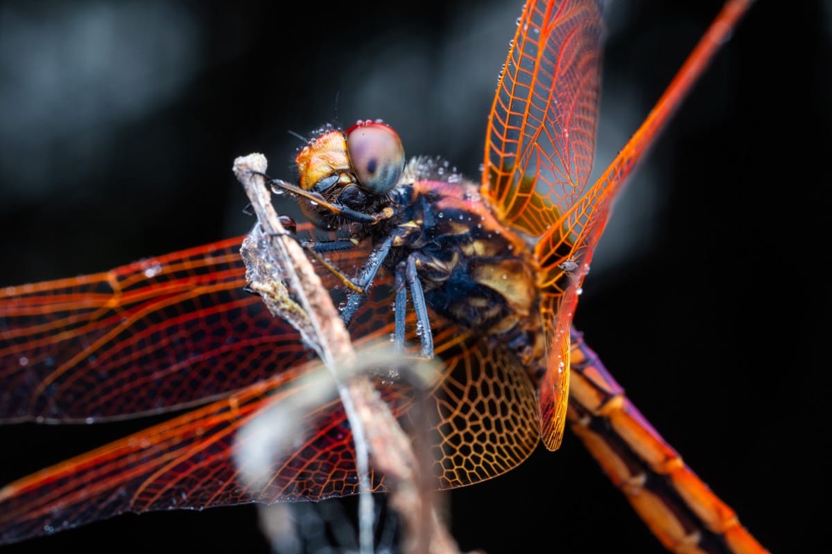 The male Trithemis Aurora dragonfly engages in dogfight-like aerial combat with other males.