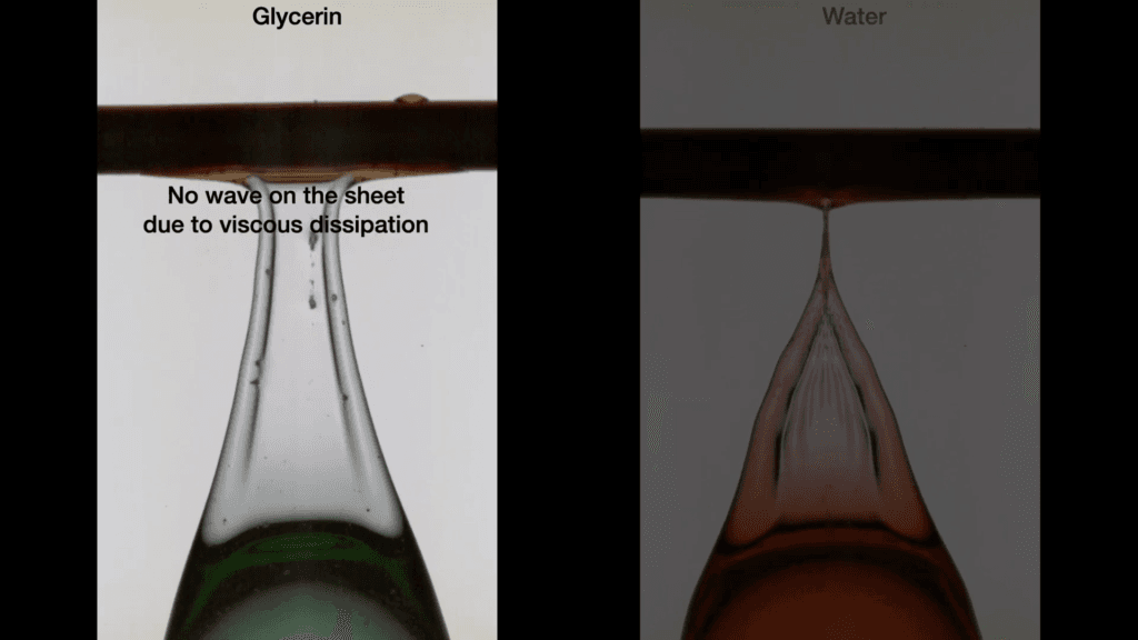 Composite image showing two different droplets as they start to detach from the string. On the left, a green glycerin droplet is still connected to the string via a thick, smooth sheet. On the right, which is dimmed, a red water drop is just detaching. It also has a thin sheet at its rear, but this one has capillary waves along it. Text over the green drop reads, &quot;No wave on the sheet due to viscous dissipation.&quot;