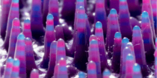 Growing Flexible Stalactites