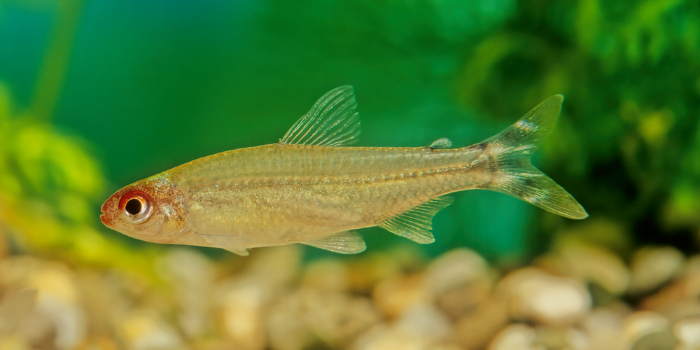 Swimming Intermittently