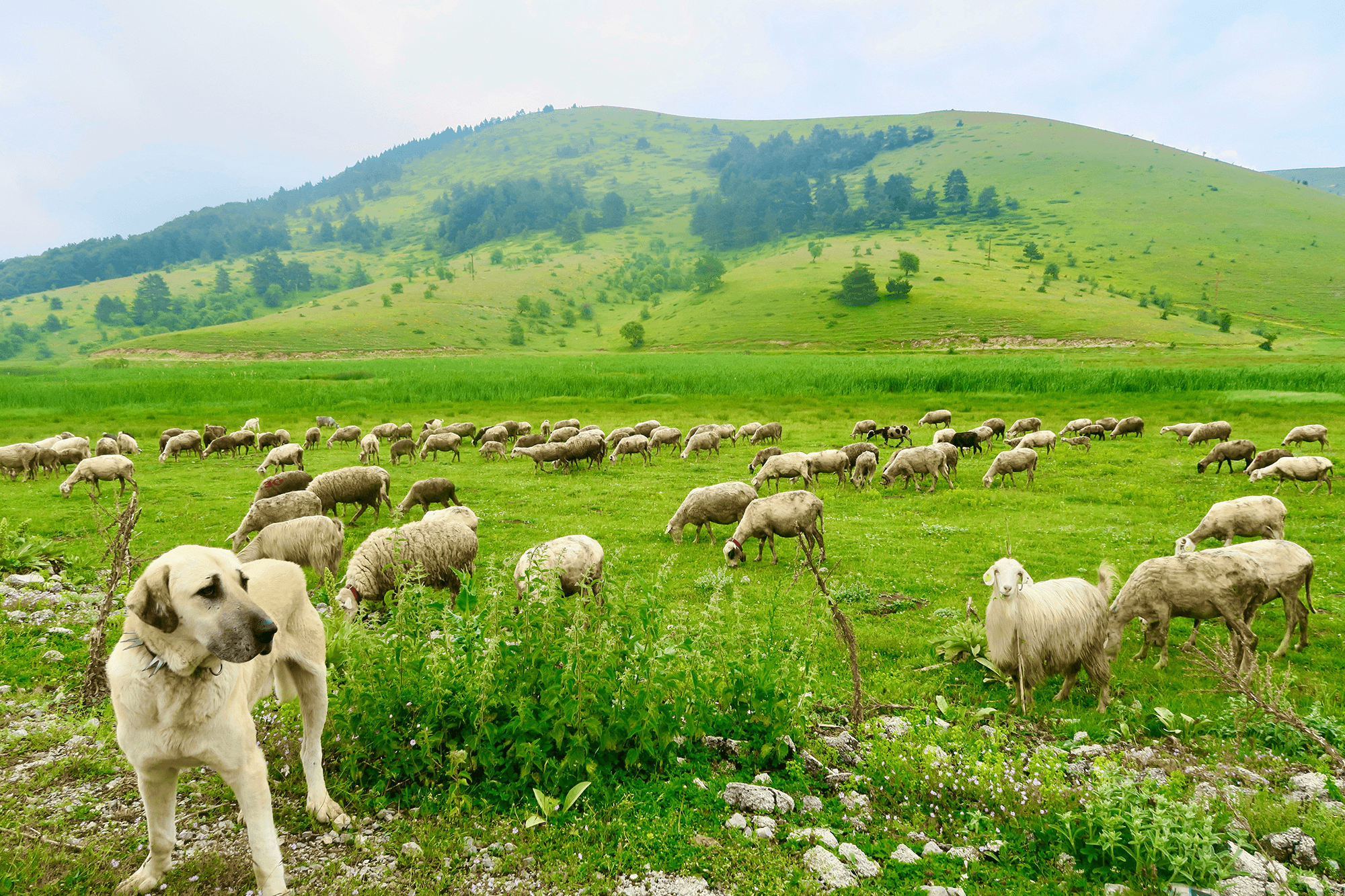 Herding Sheep