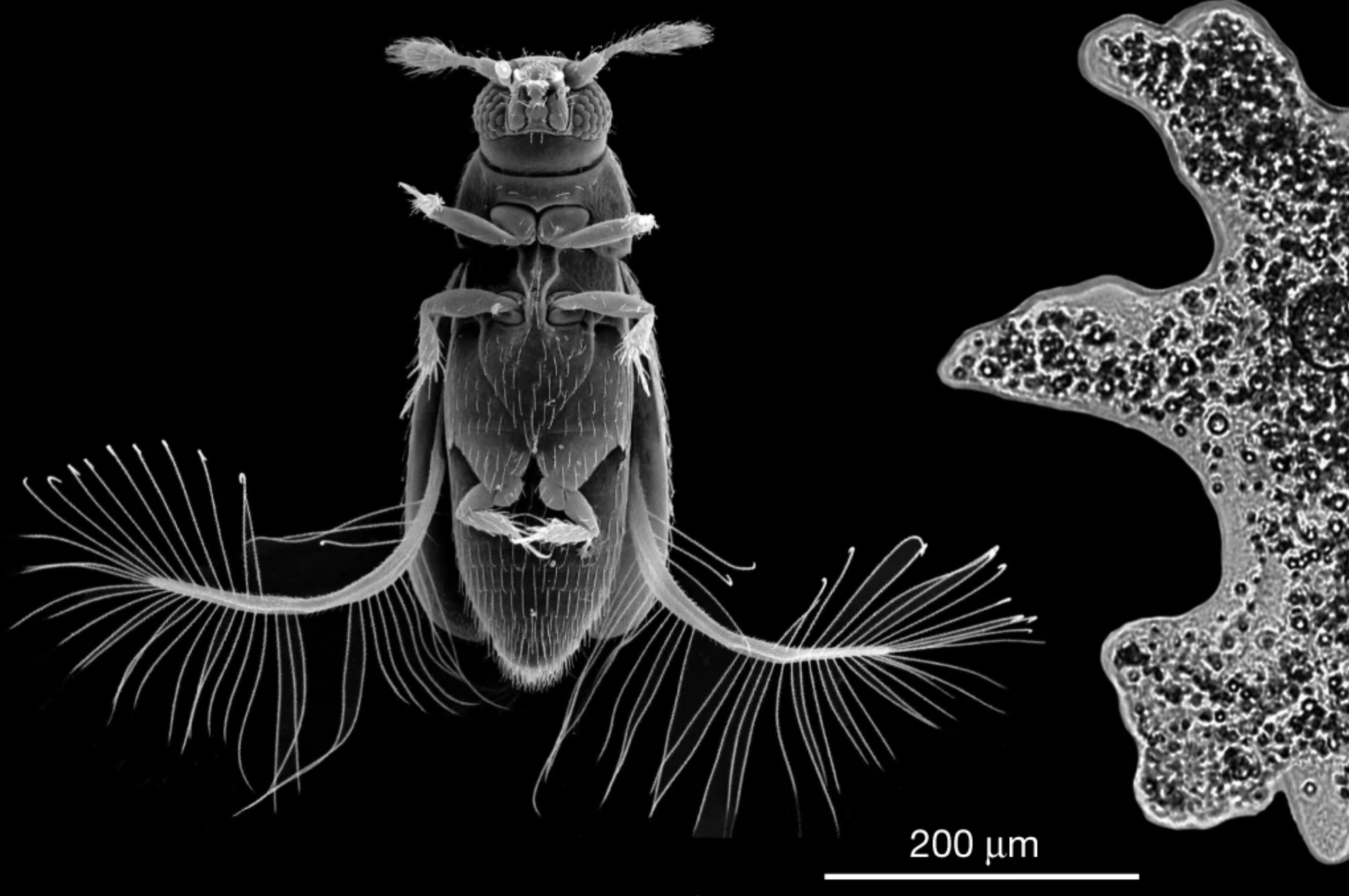 Featherwings in Flight
