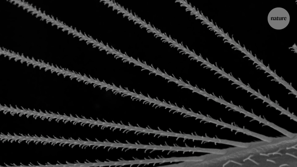 The individual spires of the featherwing's wing are bristly. The individual spires of the featherwing's wing are bristly.