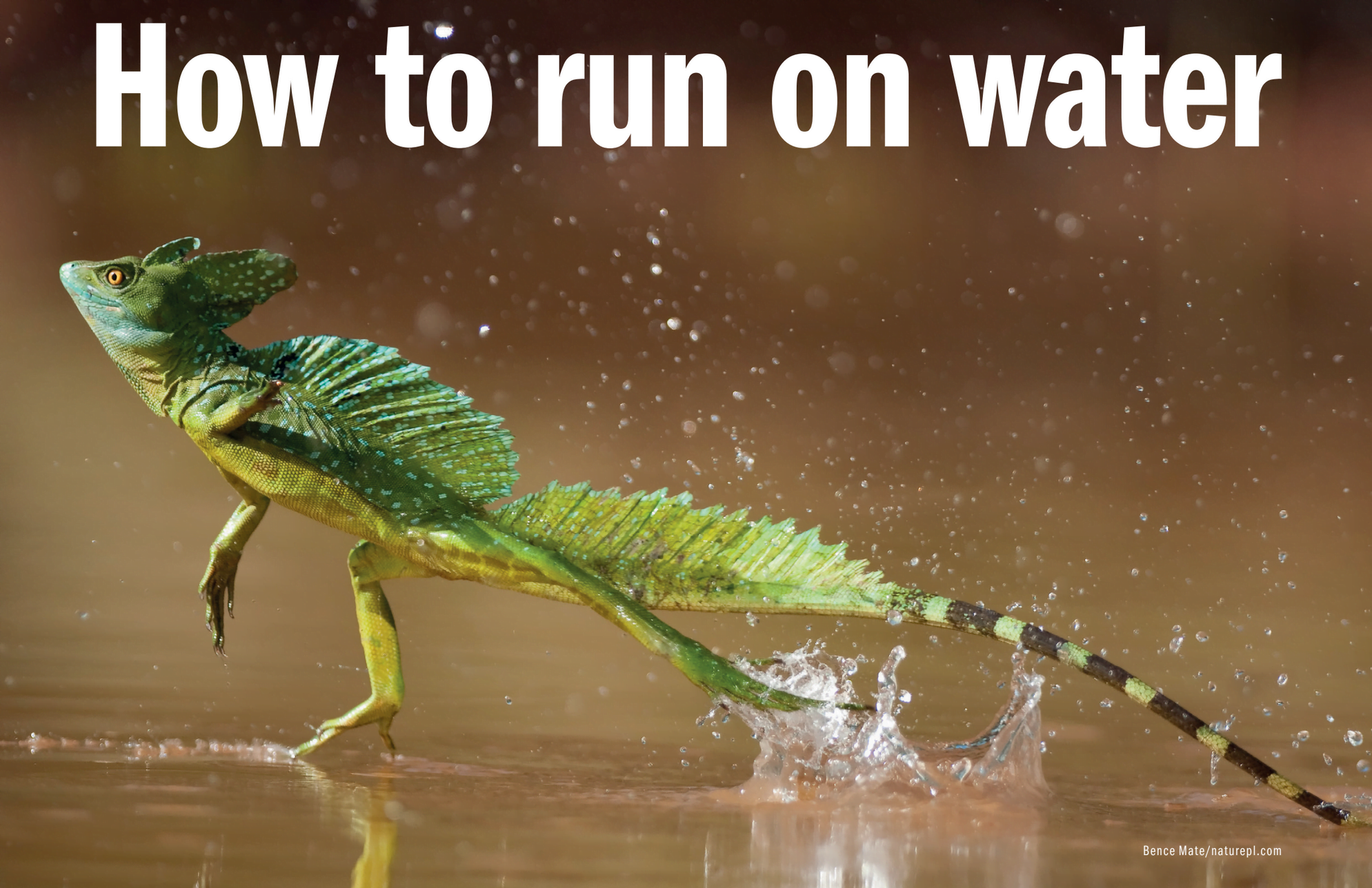 How to Run on Water