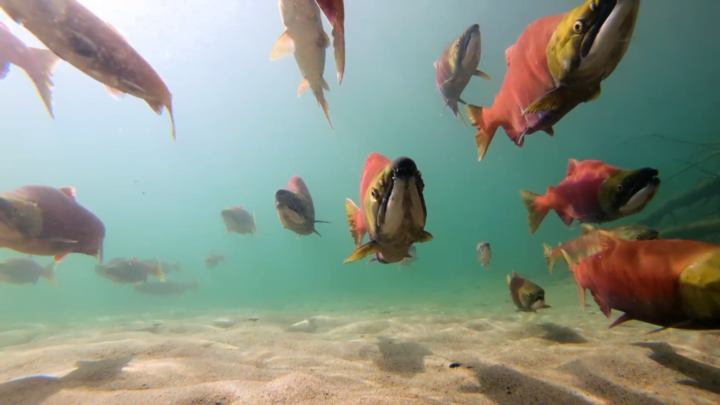 Getting upriver and downriver is critical for migratory species like salmon. Getting upriver and downriver is critical for migratory species like salmon.