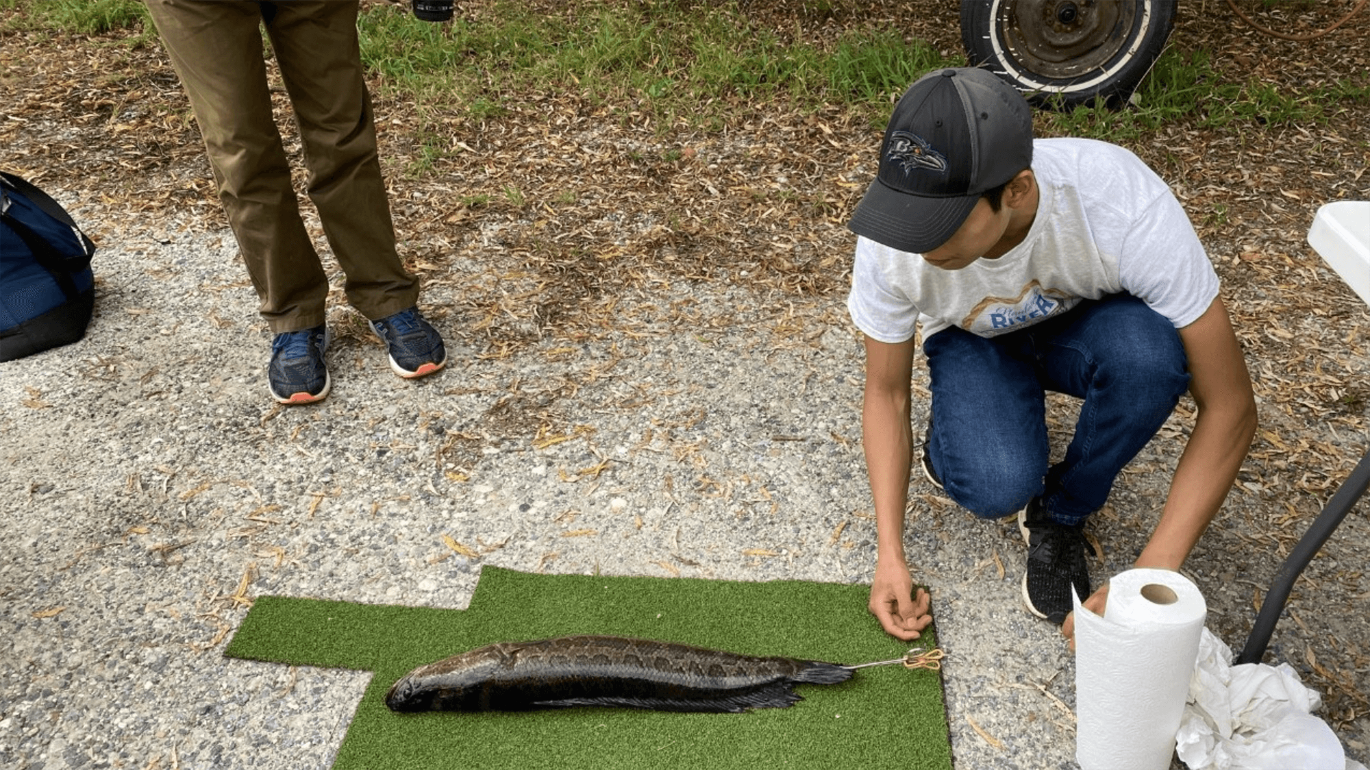 Measuring Mucus by Dragging Dead Fish