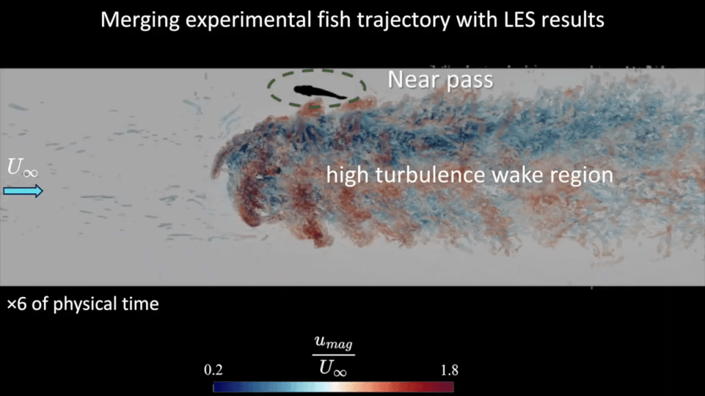 With the turbulence simulation in place, researchers look at how real fish trajectories compare to the flow. Text reads "Merging experimental fish trajectory with LES results." The fish is circled in a dashed green circle labeled "Near pass".