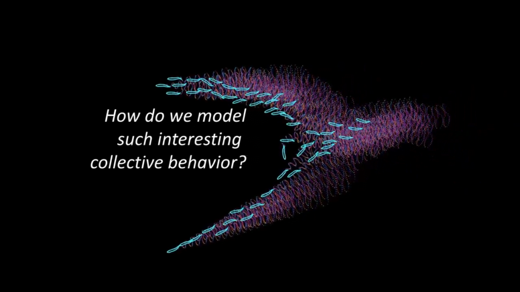 To model fish schooling, researchers combined social rules and hydrodynamics. To model fish schooling, researchers combined social rules and hydrodynamics.