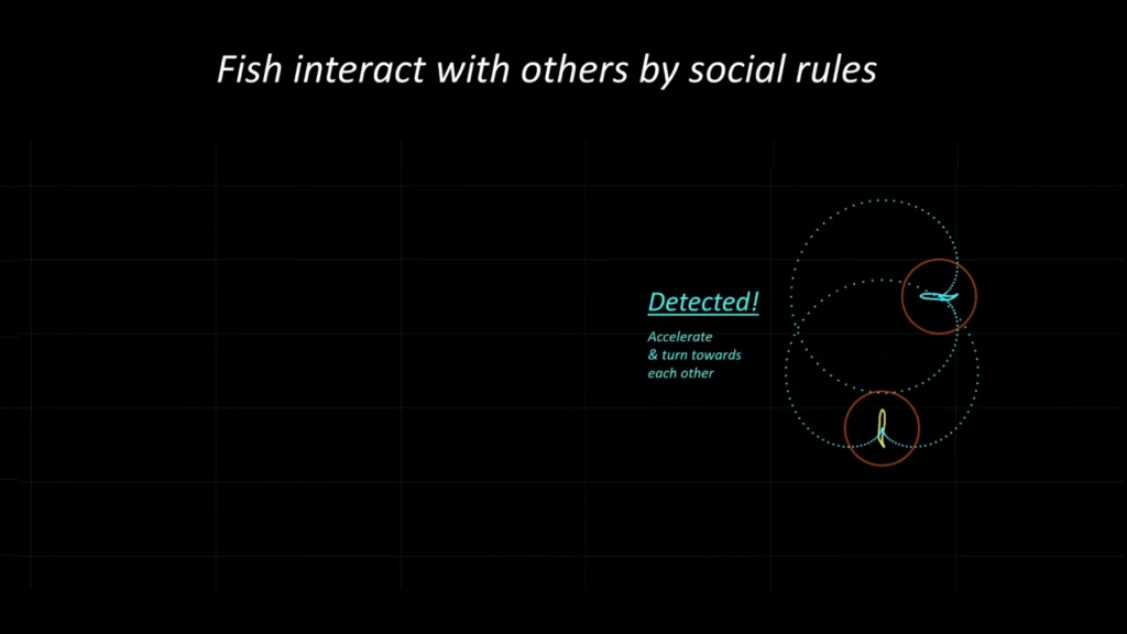 Once fish see one another, they orient to travel at a preferred relative distance. Once fish see one another, they orient to travel at a preferred relative distance.